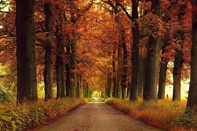 866 Fall HD Wallpapers