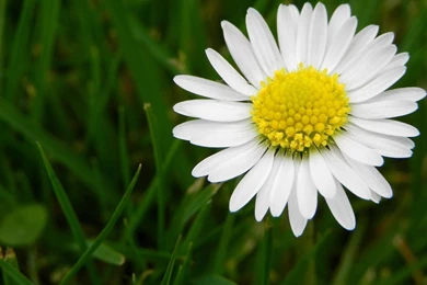 Wonderful Daisy Wallpapers