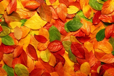 30+ Crispy & Chromatic Autumn/Fall HD BackgroundsCreatiWittyBlog