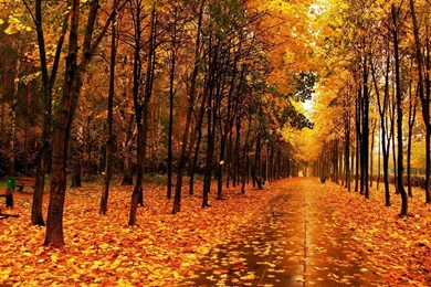 Fall Computer Wallpapers, Desktop Backgrounds