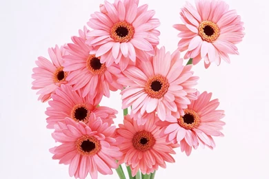 Pink Daisy Wallpapers