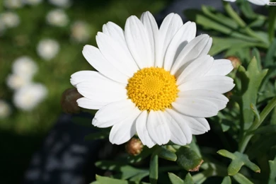 Daisy Wallpapers For PC Desktop