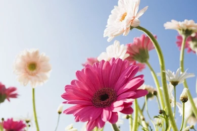 Gerbera Daisies Wallpapers