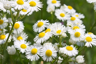 Daisy Fleabane Wallpapers   Flower Wallpapers