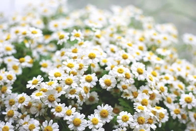 Download Daisies Wallpapers HD 1819 2560x1600 Px High Resolution ...