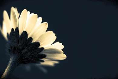 White Daisy Wallpapers   Flower Wallpapers