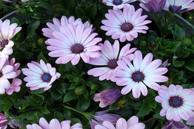 Daisy Wallpapers   Flower Wallpapers