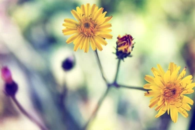 Daisy Wallpapers For Facebook