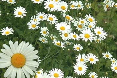 Iphone Daisy Wallpapers