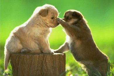 Cute Dogs Funny Wallpapers Funny Backgrounds   PowerballForLife