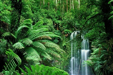 Jungle Wallpaper Backgrounds