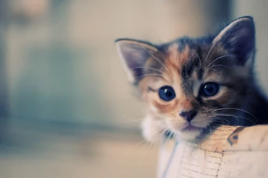 Beautiful Cat Wallpapers HD Pictures