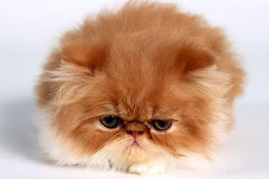 Persian_cat_desktop_wallpaper 1024x768.jpg