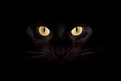 Black Cat Desktop Wallpaper, Black Cat Images, New Wallpapers