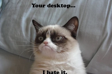 1280x1024 Grumpy Cat Desktop PC And Mac Wallpapers