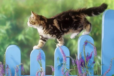 Cute Cat Hd Wallpapers ›› Page 0