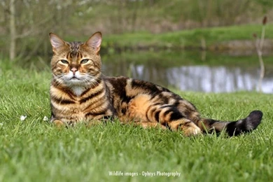 Bengal_cat_desktop_wallpaper 800x600.jpg