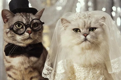 Very Funny Cat Photos 2 Desktop Wallpapers   Funnypicture.org