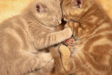 Wallpapers For Gt Cute Cat Backgrounds Desktop 12 WallHD In ...