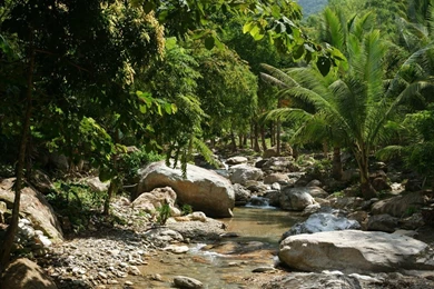 Stream In The Jungle Wallpapers Nature Wallpapers