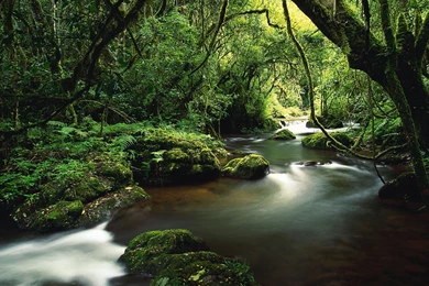 Jungle Wallpapers Picture