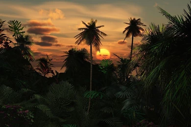 Sunset In The Jungle Wallpapers   Digital Art Wallpapers