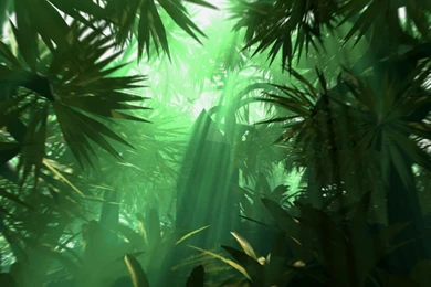 Jungle HD Backgrounds