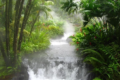 Ultra HD 4K Jungle Wallpapers HD, Desktop Backgrounds 3840x2400