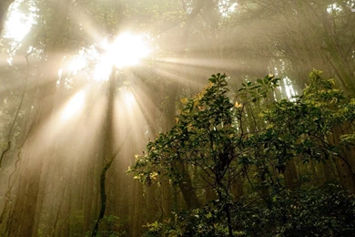 Sun Through The Trees In The Jungle Wallpapers