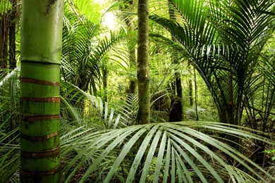 Ultra HD 4K Jungle Wallpapers HD, Desktop Backgrounds 3840x2400