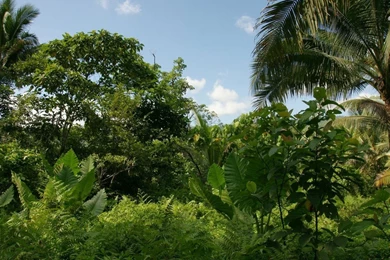 Jungle Wallpapers   Nature Wallpapers