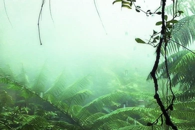 640x960 Jungle Plants Iphone 4 Wallpapers