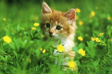 Free Cat HD Wallpapers Obtain   HD Images New