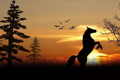 Cool Horse Backgrounds