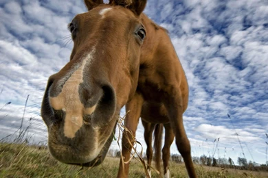 Horse Computer Wallpapers, Desktop Backgrounds