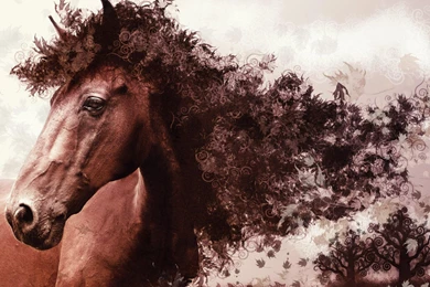 Horse Amazing Free Wallpapers Cool Backgrounds / Wallpapers Horse 256 ...