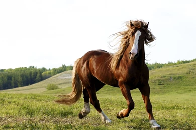 Horse Wallpaper Desktop 2.jpg