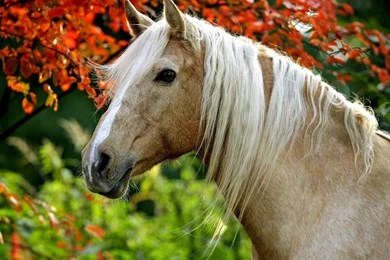 Palomino Horse Wallpapers