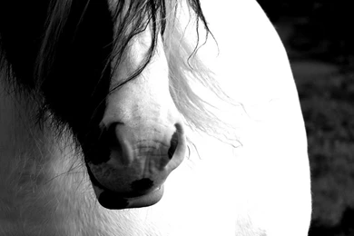 Horse Computer Wallpapers, Desktop Backgrounds