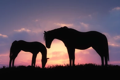 Horse Computer Wallpapers, Desktop Backgrounds