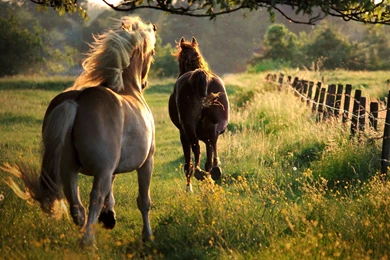 Wild & Free Computer Wallpapers, Desktop Backgrounds