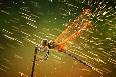 50 Beautiful Rain Wallpapers For Your Desktop