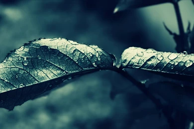 Theme Bin» Blog Archive » Dark Rain HD Wallpapers