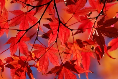 iPad 2 Wallpapers   iPad 2 Wallpapers