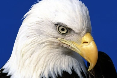 Bird Portrait Wallpapers Photo And Wallpaper. All Bird Portrait ...