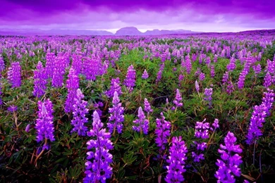 91 Lavender HD Wallpapers