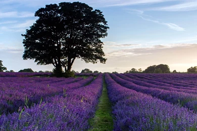 Lavender Desktop Wallpaper, Lavender Flowers Pictures, New Wallpapers