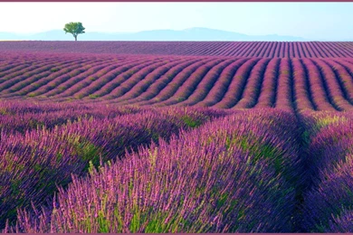 Lavender HD Wallpapers