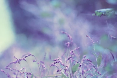 Lavender Wallpapers