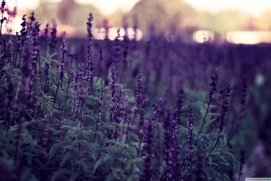 Lavender Flowers HD Desktop Wallpapers : High Definition ...
